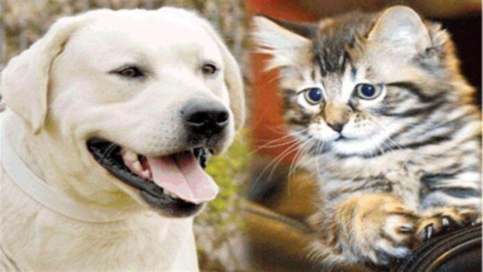 20 07 2022 pet registration 22907701