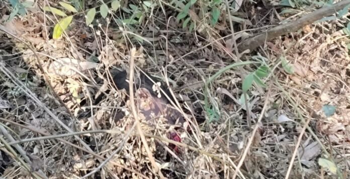 585fa8a9ef64425ab1213cd65a74bb67 1065534161