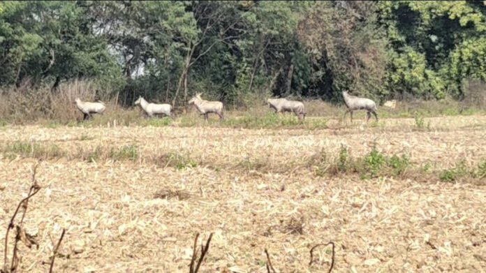 d68671045203035940a4d11a9bf1da1b 1240230091