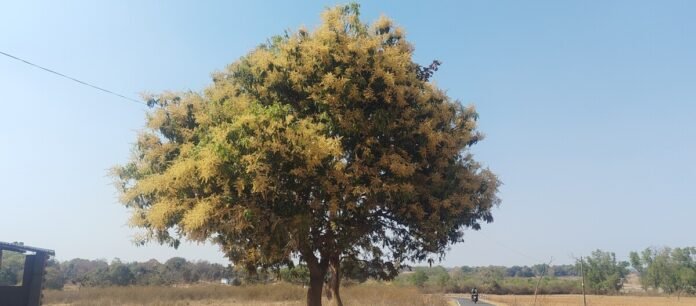 81c1903a4ed1dce8d18b509e360f1068 1785818390