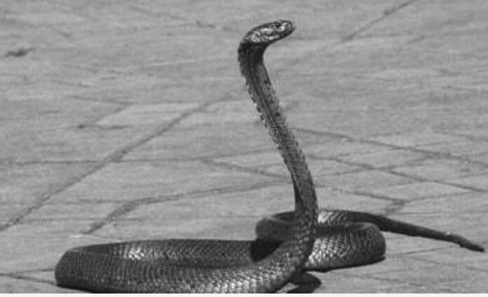 snake