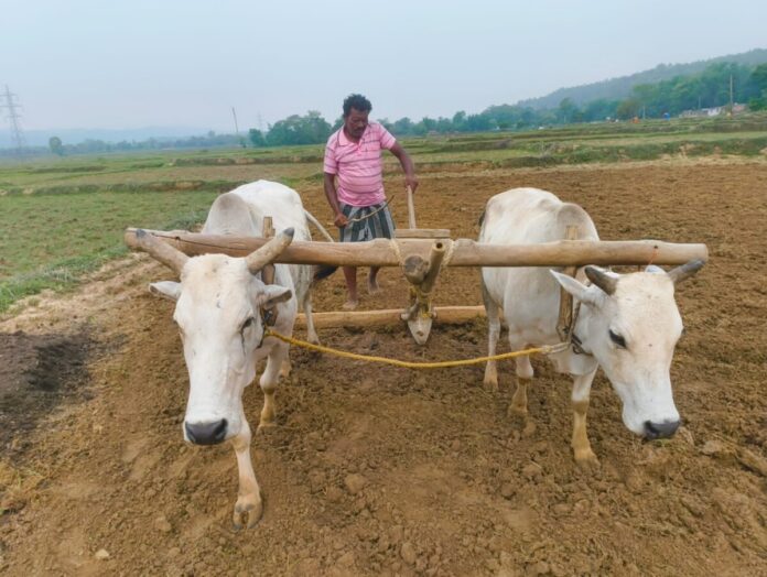 kisan